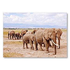 Afrika Savanada Filler Bir Arada Mdf Ahşap Tablo 50x70 cm