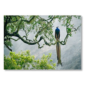 Ağaç Dalındaki Hint Tavuskuşu Mdf Ahşap Tablo 50x70 cm