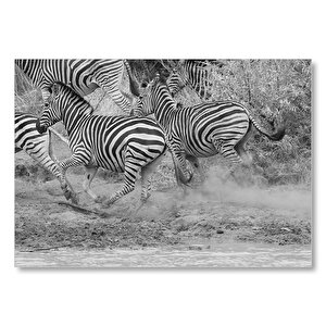 Su Kenarında Kaçan Zebralar Siyah Beyaz Mdf Ahşap Tablo 50x70 cm