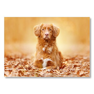 Sonbahar Yaprakları Üzerindeki Kahverengi Köpek Mdf Ahşap Tablo 50x70 cm