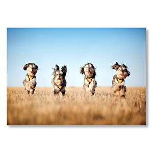 Kuru Otların Arasında Koşan 4 Sevimli Terrier Mdf Ahşap Tablo 35x50 cm