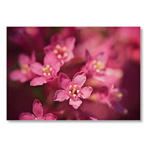 Sarı Tohumlu Kırmızı Çiçekler Yakın Çekim Mdf Ahşap Tablo 25x35 cm