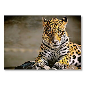 Sarı Siyah Beyaz Karışımlı Leopar Görseli Mdf Ahşap Tablo 25x35 cm