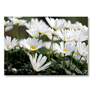 Taçlı Beyaz Dağ Laleleri Yakın Çekim Mdf Ahşap Tablo 50x70 cm