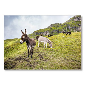 Yeşil Tepelerde Otlayan Eşekler Mdf Ahşap Tablo 35x50 cm