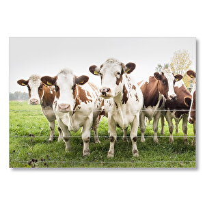 Çayırda Tel Örgünün Kenarında İnekler Mdf Ahşap Tablo 50x70 cm
