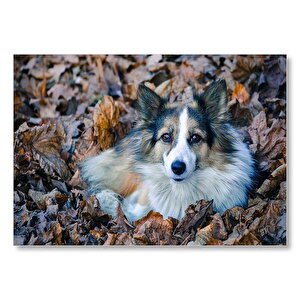 Kuru Yapraklar Arasındaki Sevimli Köpek Mdf Ahşap Tablo 35x50 cm