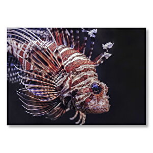 Aslan Balığı Yakın Çekim Karanlık Arka Plan Mdf Ahşap Tablo 25x35 cm