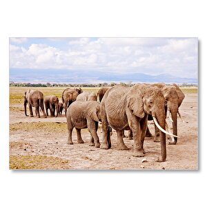 Afrika Savanada Filler Bir Arada Mdf Ahşap Tablo 25x35 cm