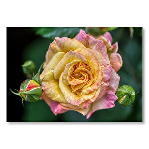 Pembe Sarı Gül Yakın Çekim Mdf Ahşap Tablo 25x35 cm
