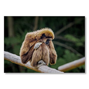 Bambu Üzerinde Dinlenen Gibbon Maymunu Mdf Ahşap Tablo 35x50 cm