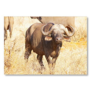 Afrika Bozkırında Bufalo Ve Kuru Otlar Mdf Ahşap Tablo 50x70 cm