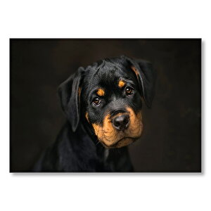 Sevimli Rottweiller Yavrusu Karanlık Arka Plan Mdf Ahşap Tablo 50x70 cm