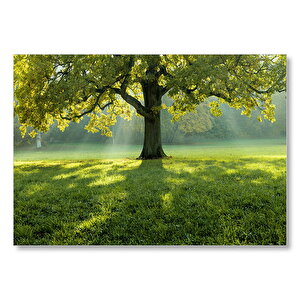 Yemyeşil Çayırdaki Yalnız Ağaç Ve Güneş Işıkları Mdf Ahşap Tablo 50x70 cm