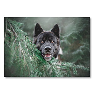 Akita Kahverengi Siyah Köpek Ve Çam Yaprakları Mdf Ahşap Tablo 50x70 cm