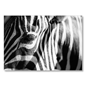 Zebra Yakın Çekim Siyah Beyaz Mdf Ahşap Tablo 50x70 cm