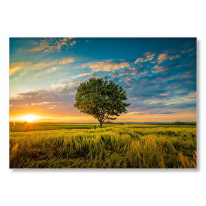 Çayırda Günbatımı Bulutlar Ve Yalnız Ağaç Mdf Ahşap Tablo 35x50 cm
