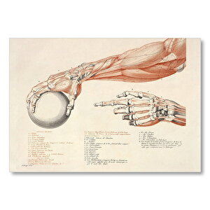İnsan Anatomisi El Kol Görseli Mdf Ahşap Tablo 35x50 cm
