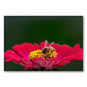 Kırmızı Çiçekten Polen Toplayan Balarısı Mdf Ahşap Tablo 25x35 cm