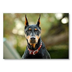 Kırmızı Tasmalı Doberman Flu Arkaplan Mdf Ahşap Tablo 35x50 cm