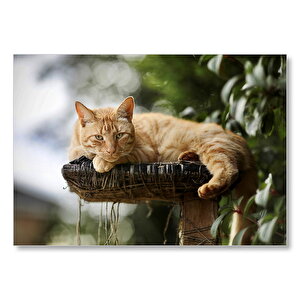 Kütüğün Üzerinde Miskinlik Eden Sarı Kedi Mdf Ahşap Tablo 50x70 cm