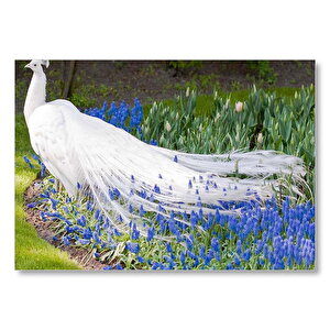 Beyaz Tavus Kuşu Görseli Mdf Ahşap Tablo 25x35 cm