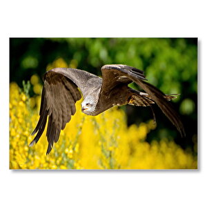 Doğada Alçakta Uçan Şahin Görseli Mdf Ahşap Tablo 35x50 cm