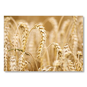 Eğilmiş Buğday Başakları Yakın Çekim Mdf Ahşap Tablo 25x35 cm