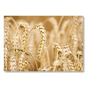 Eğilmiş Buğday Başakları Yakın Çekim Mdf Ahşap Tablo
