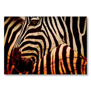 Günbatımında Zebra Desenleri Yakın Çekim Mdf Ahşap Tablo 50x70 cm