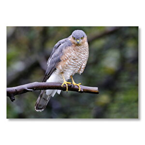 Dalda Etrafı Kolaçan Eden Doğan Mdf Ahşap Tablo 35x50 cm