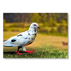 Kırmızı Ayaklı Damalı Beyaz Güvercin Mdf Ahşap Tablo