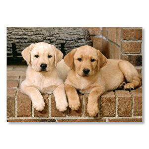 Şöminenin Önünde İki Labrador Yavrusu Mdf Ahşap Tablo 50x70 cm