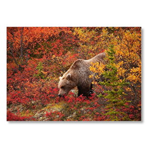 Sonbahar Renkli Ormandaki Boz Ayı Mdf Ahşap Tablo 50x70 cm