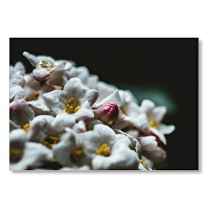 Beyaz Çiçeklerin Arasındaki Asi Pembe Mdf Ahşap Tablo 25x35 cm