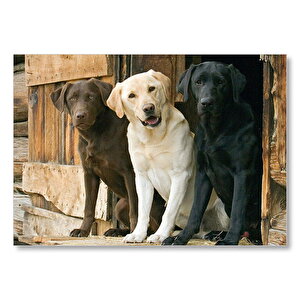 Kahve Krem Ve Siyah Labradorlar Mdf Ahşap Tablo 35x50 cm