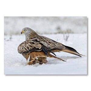 Karlar Üzerindeki Kartal Ve Pençelerindeki Avı Mdf Ahşap Tablo 25x35 cm