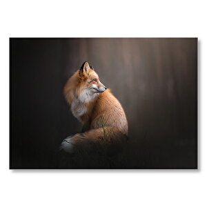 Işık Altındaki Kahverengi Tilki Flu Ark Plan Mdf Ahşap Tablo 50x70 cm