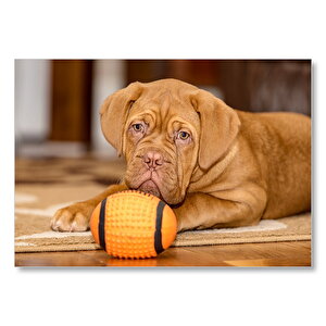 Kahverengi Boxer Yavrusu Ve Turuncu Topu Mdf Ahşap Tablo