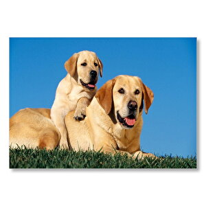 Çayırda Anne Labrador Ve Yavrusu Mdf Ahşap Tablo 35x50 cm