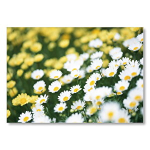 Beyaz Papatyalar Ve Arkada Flu Sarı Papatyalar Mdf Ahşap Tablo 25x35 cm