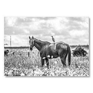 Çayırda Otlayan Aygır Ve Sırtındaki Kuş Mdf Ahşap Tablo 35x50 cm