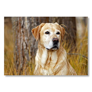 Kuru Otların Arasındaki Labrador Mdf Ahşap Tablo 35x50 cm