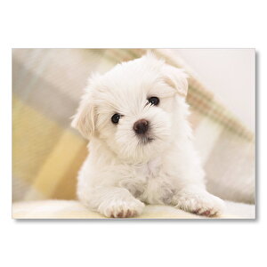 Battaniyenin Altındaki Bembeyaz Yavru Köpek Mdf Ahşap Tablo 25x35 cm