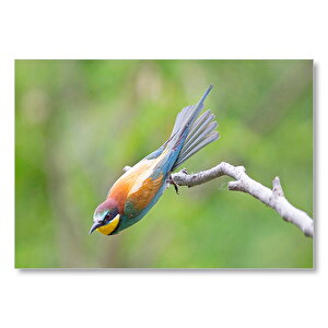Daldan Ayrılmak Üzere Olan Rengarenk Kuş Mdf Ahşap Tablo