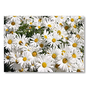 Beyaz Büyük Papatyalar Mdf Ahşap Tablo 35x50 cm