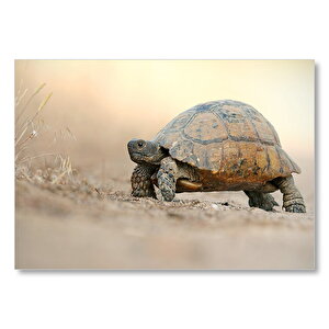Azimli Kaplumbağa Flu Arka Plan Mdf Ahşap Tablo 25x35 cm