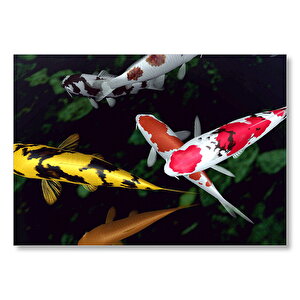 Koi Balıkları Yukarıdan Görünüm Mdf Ahşap Tablo 35x50 cm