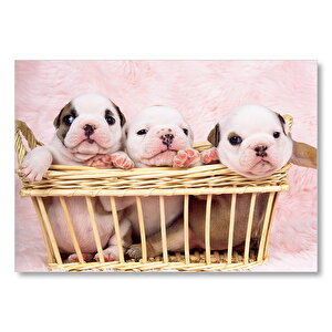 Sepetin İçinde Sevimli Yavru Köpekler Mdf Ahşap Tablo 35x50 cm