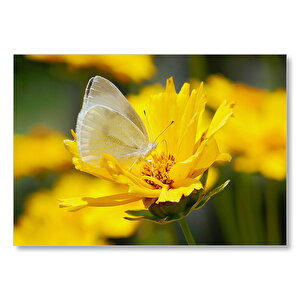 Sarı Çiçeğin Üzerindeki Beyaz Kelebek Yakın Çekim Mdf Ahşap Tablo 25x35 cm